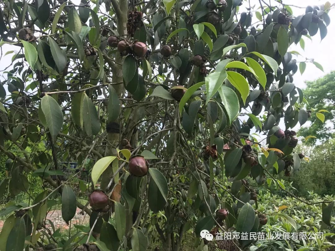 种茶油树赚钱吗_茶树油的种植前景_油茶树的种植技术