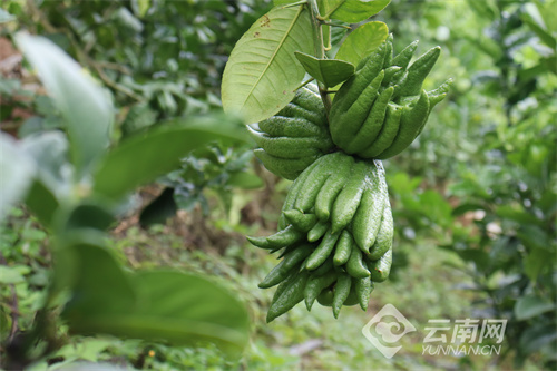 云南种什么水果最好_云南水果种植致富_云南种植水果的有利自然条件