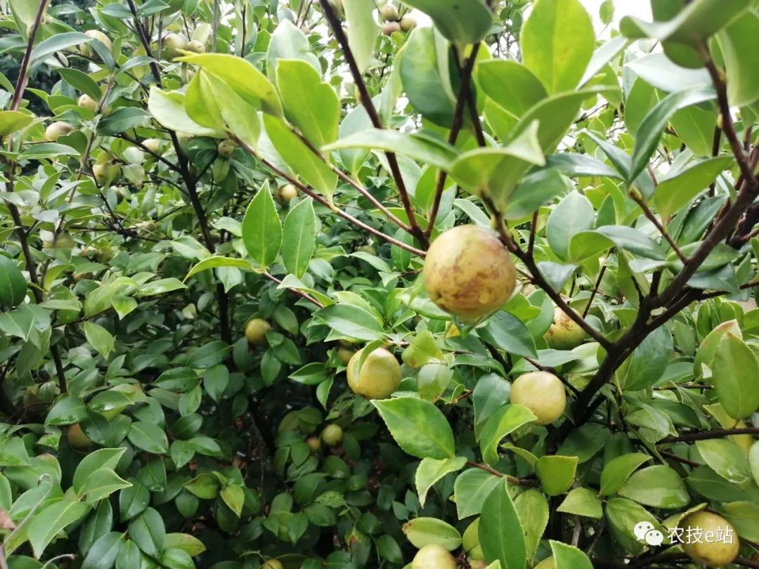 油茶树的种植技术_茶油树的种植技术_茶树油的种植前景