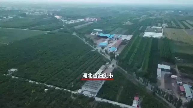 皇冠梨种植条件_皇冠梨亩产量_皇冠梨种植致富