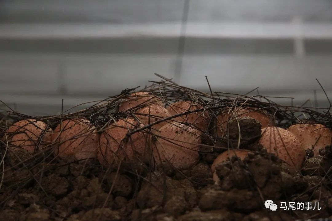 竹荪种植技术视频_种植竹荪的全过程_视频种植竹荪技术要求