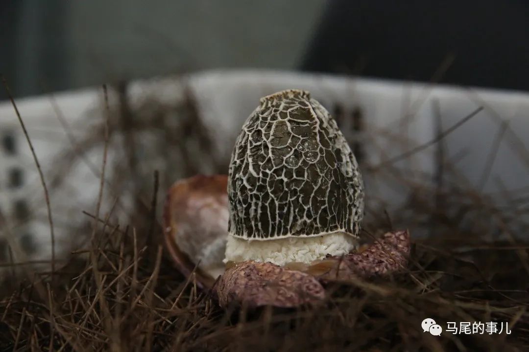 种植竹荪的全过程_竹荪种植技术视频_视频种植竹荪技术要求