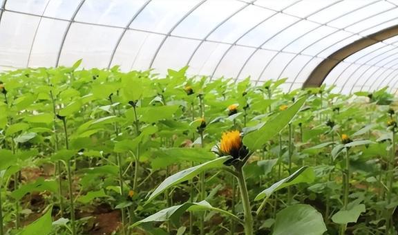 养虫致富_致富经昆虫养殖_种植致富虫