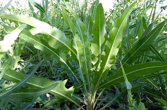 致富经昆虫养殖_种植致富虫_养虫致富
