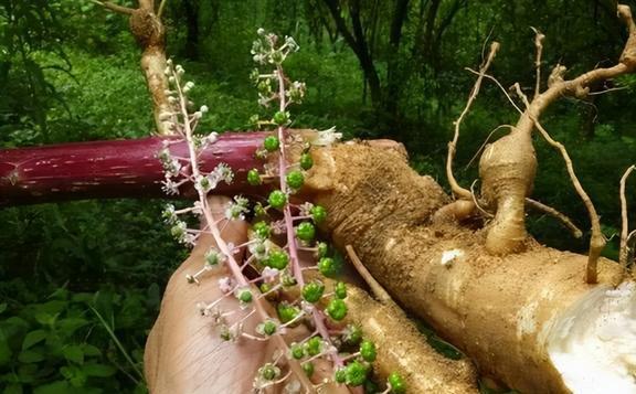 养虫致富_种植致富虫_致富经昆虫养殖
