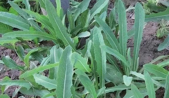 种植致富虫_养虫致富_致富经昆虫养殖