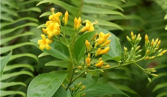 养虫致富_种植致富虫_致富经昆虫养殖