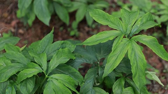 种植致富虫_致富经昆虫养殖_养虫致富