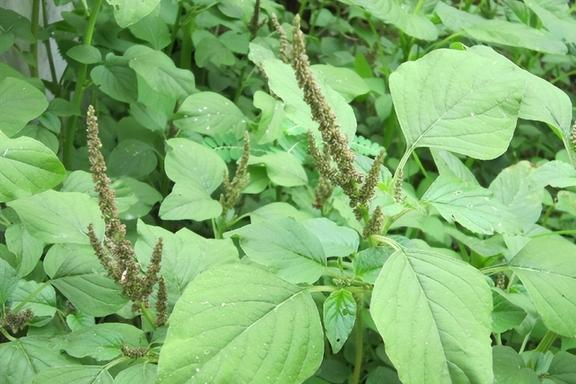 致富经昆虫养殖_种植致富虫_养虫致富