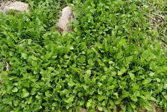 致富经昆虫养殖_养虫致富_种植致富虫