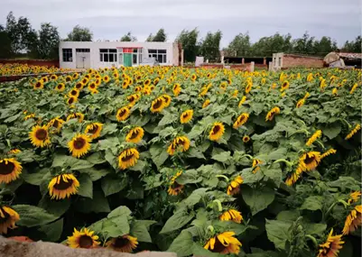 楼顶养殖种植致富案例_楼顶养殖什么赚钱又干净_楼顶搞什么养殖最合理