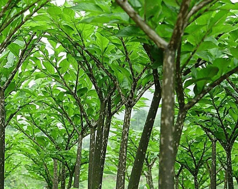 木芋种植技术_芋乃种植视频教学_种植芋木技术视频