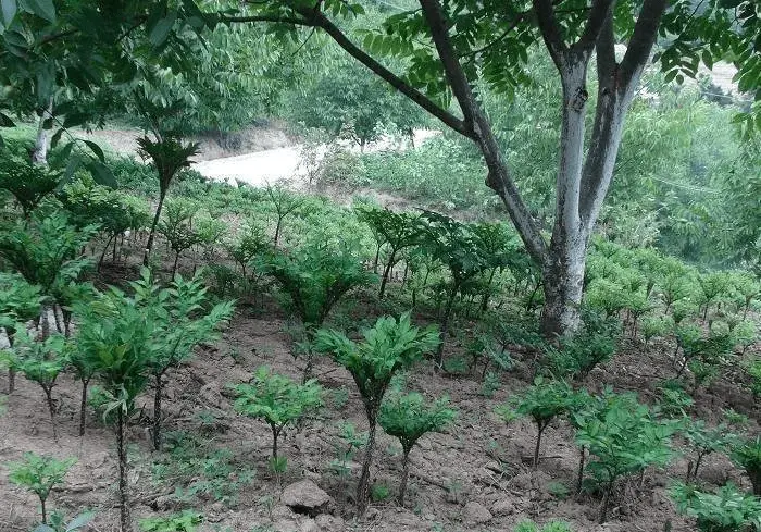 芋乃种植视频教学_木芋种植技术_种植芋木技术视频