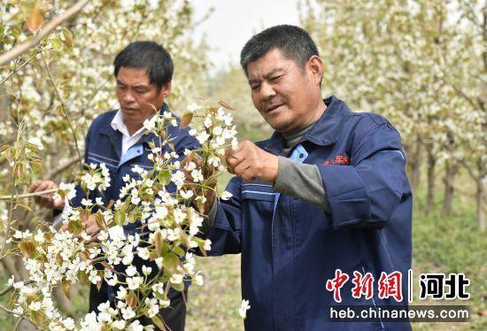 皇冠梨种植条件_皇冠梨种植致富_致富梨皇冠种植基地