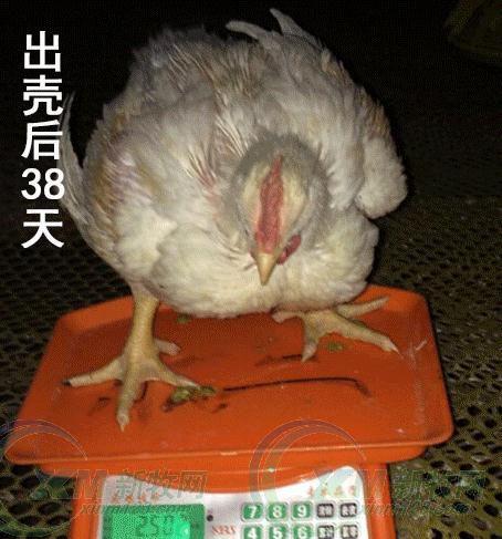 养殖大全肉鸡白羽技术视频教程_白羽肉鸡养殖技术大全_白羽肉鸡饲养管理