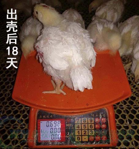 养殖大全肉鸡白羽技术视频教程_白羽肉鸡养殖技术大全_白羽肉鸡饲养管理