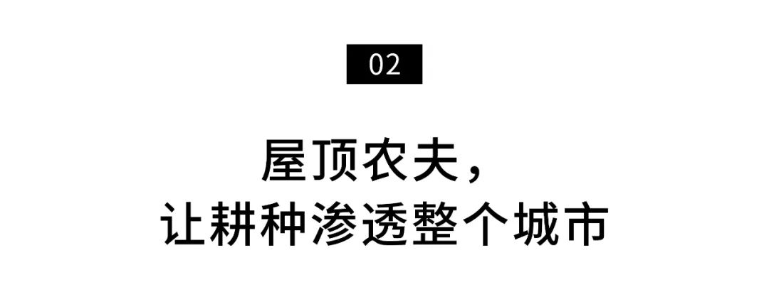 楼顶养殖种植致富案例_楼顶搞什么养殖最合理_楼顶养殖项目