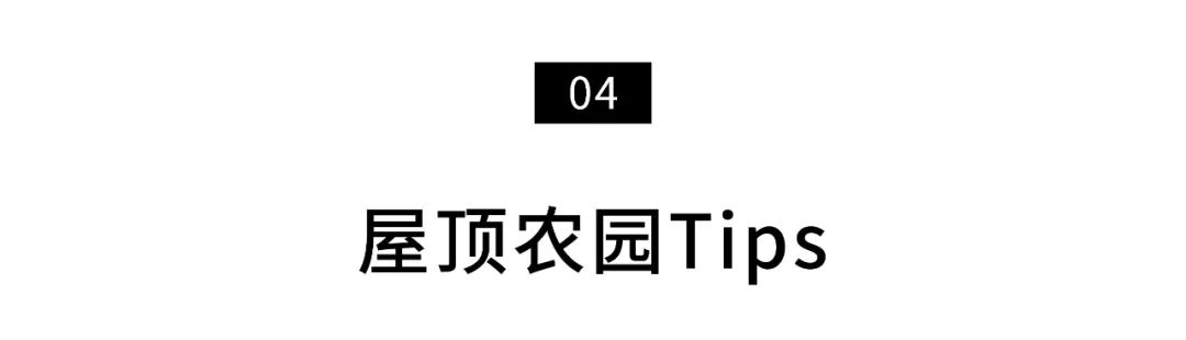 楼顶搞什么养殖最合理_楼顶养殖项目_楼顶养殖种植致富案例