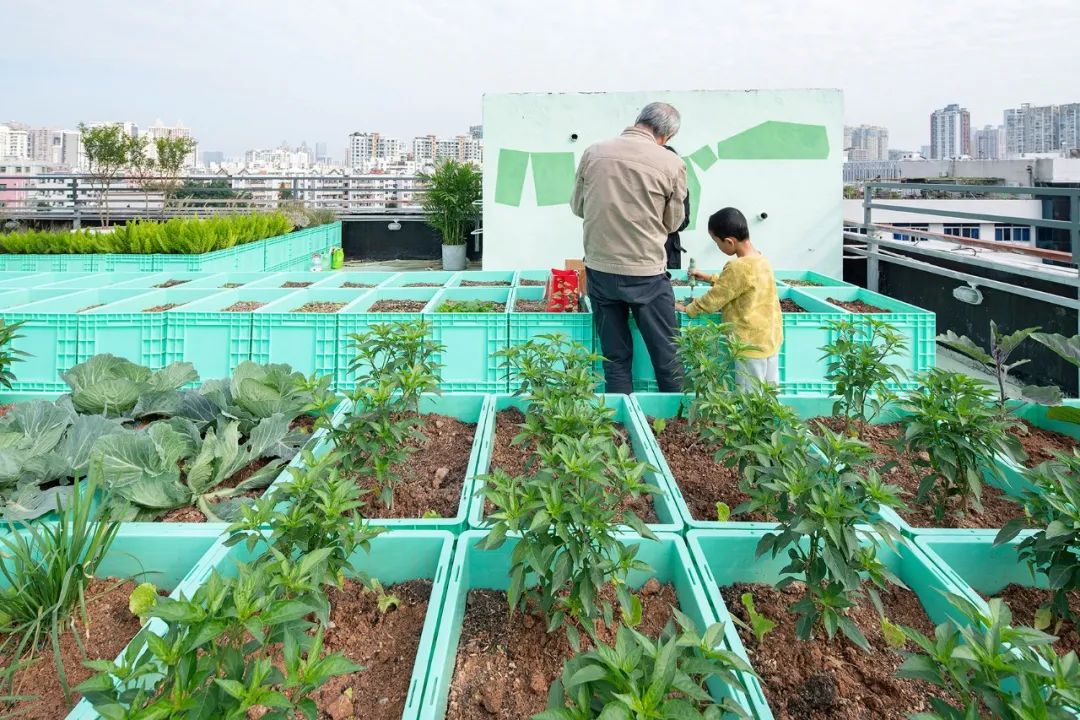 楼顶搞什么养殖最合理_楼顶养殖种植致富案例_楼顶养殖项目