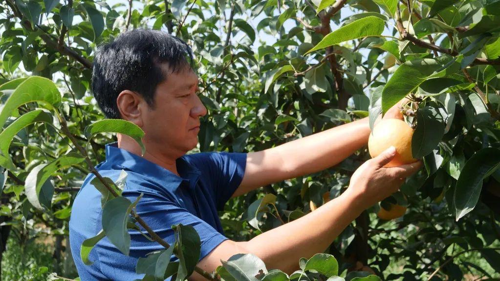 皇冠梨种植技术_皇冠梨种植致富_皇冠梨种植条件