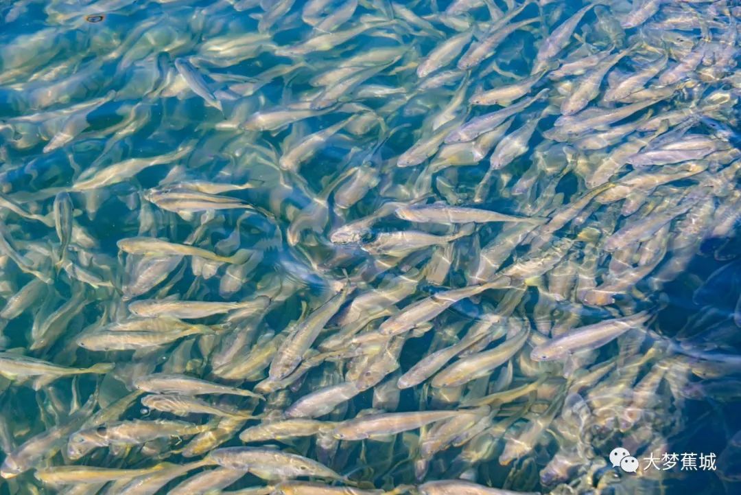 致富泡沫养殖项目怎么样_泡沫养殖大棚_泡沫养殖致富项目