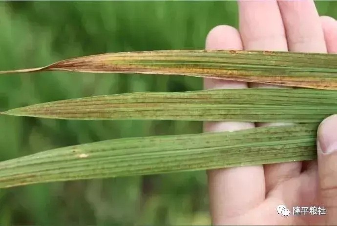 农广天地水稻种植技术管理视频_致富经水稻_农广致富经水稻苗土