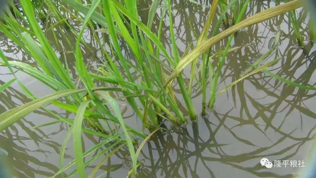 农广天地水稻种植技术管理视频_农广致富经水稻苗土_致富经水稻