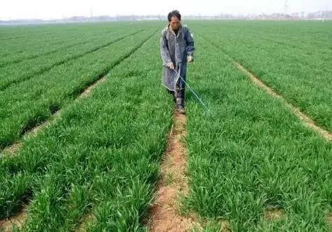 农广致富经水稻苗土_农广天地种植水稻技术视频_致富经稻田养鱼视频