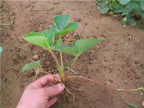 温室草莓种植技术及日常管理_温室草莓的种植技术视频_温室草莓高效优质生产技术