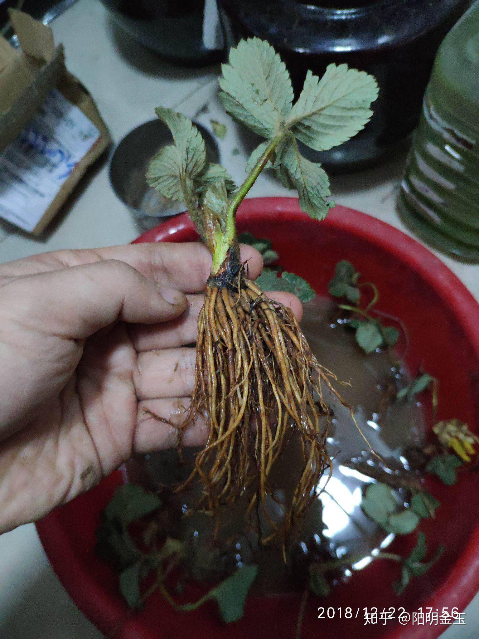 温室草莓高效优质生产技术_温室草莓的种植技术视频_温室草莓高产密植栽培