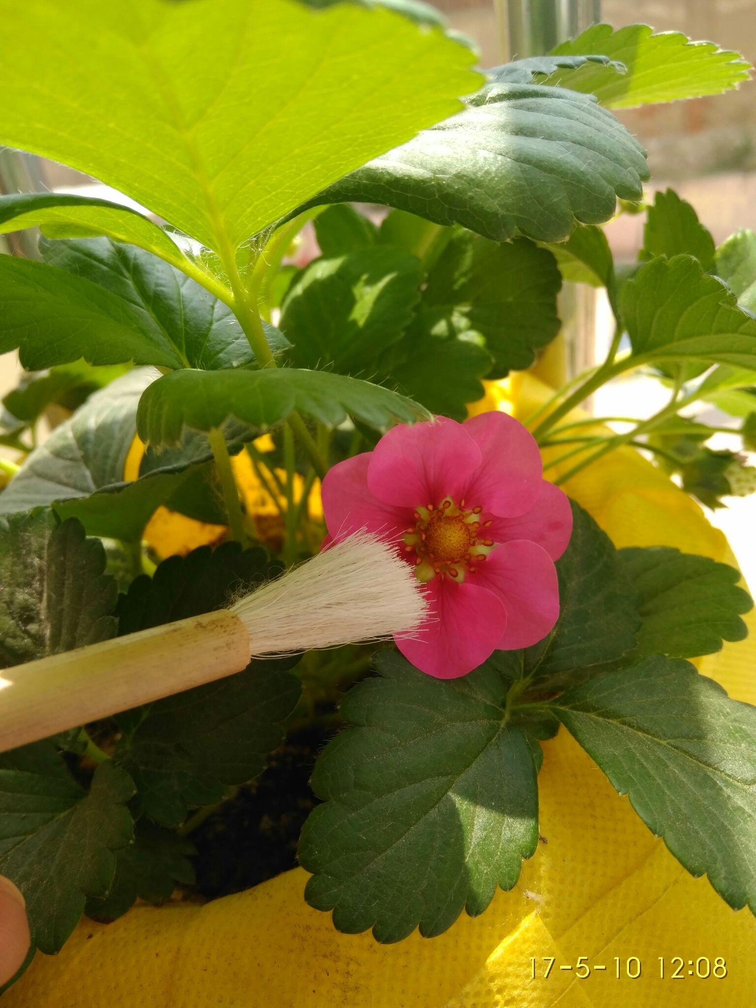 温室草莓高效优质生产技术_温室草莓的种植技术视频_温室草莓高产密植栽培