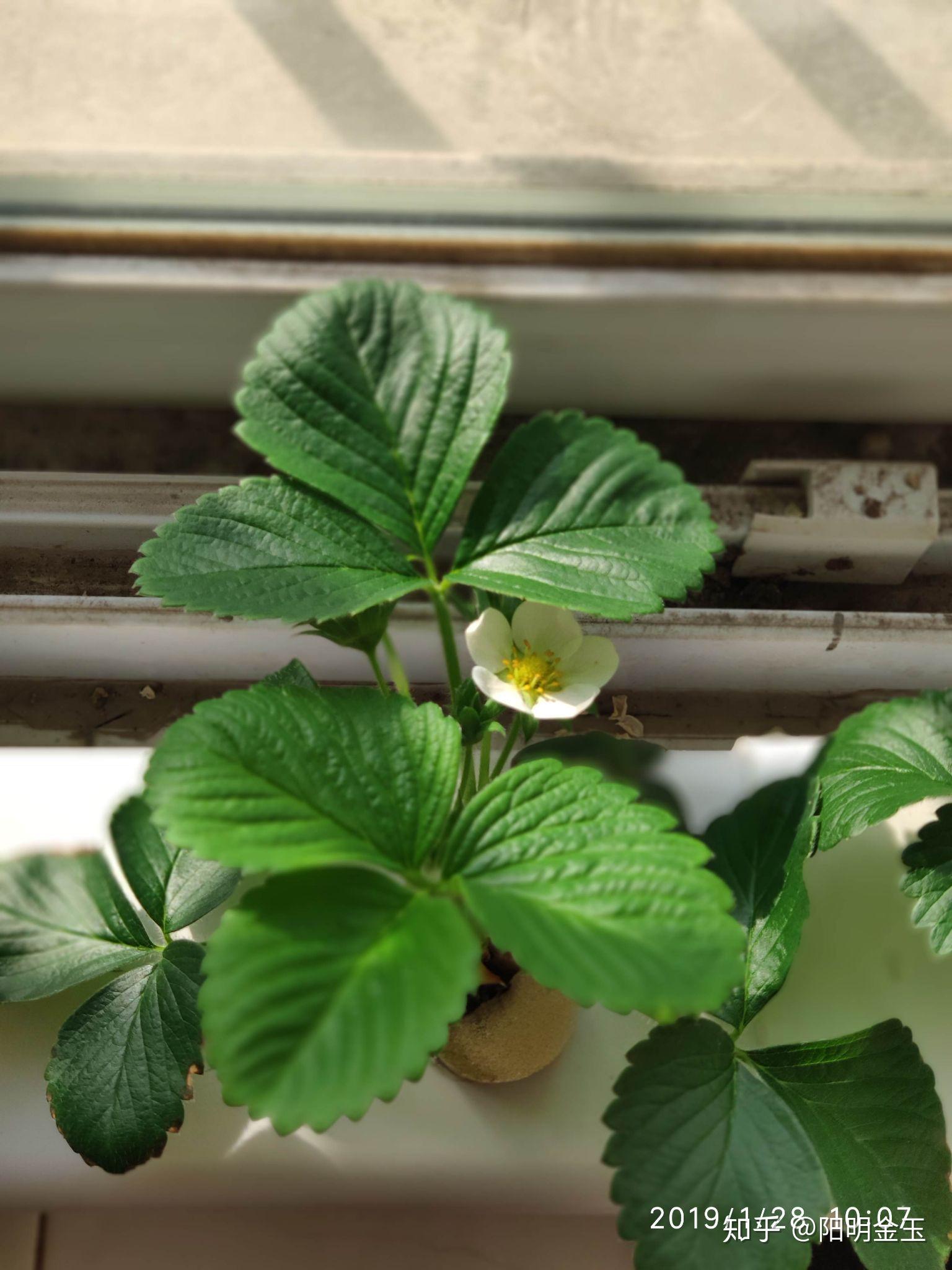 温室草莓高效优质生产技术_温室草莓高产密植栽培_温室草莓的种植技术视频