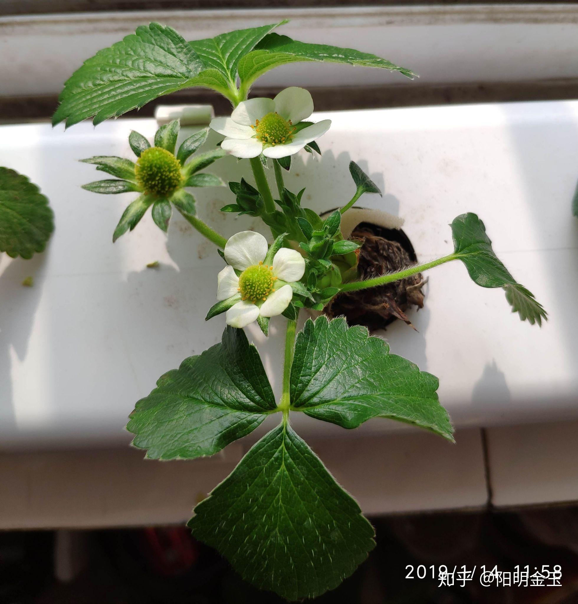 温室草莓的种植技术视频_温室草莓高产密植栽培_温室草莓高效优质生产技术