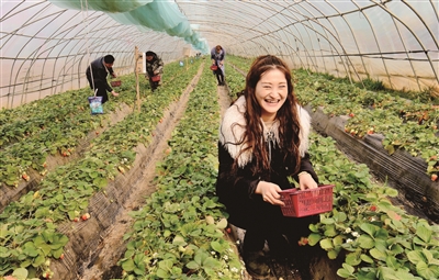 孟津区平乐镇新庄村：草莓种植规模化 鼓起村民钱袋子