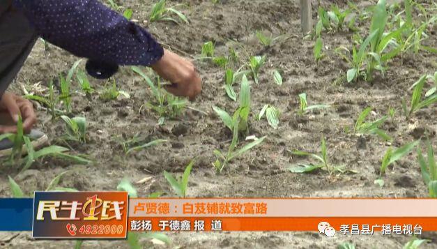 致富种植白芨人工合法吗_种植白芨致富项目_白芨种植致富人