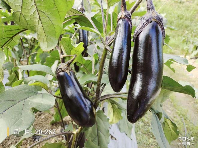 视频种植最新甘蓝技术方案_甘蓝怎样种植视频_最新甘蓝种植技术视频