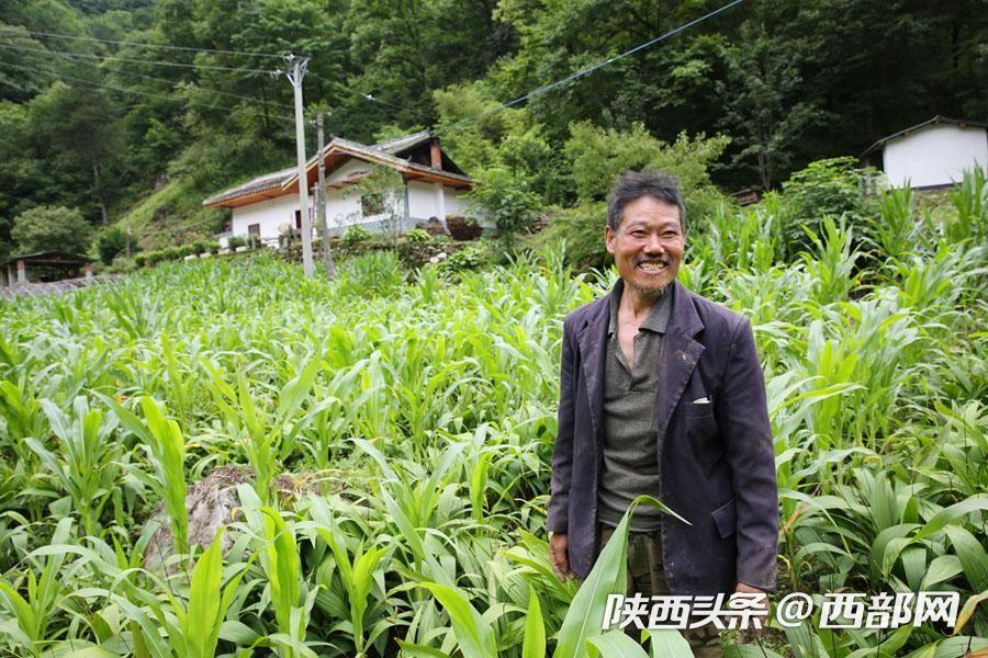 致富种植白芨人工合法吗_白芨种植致富人_种植白芨致富项目