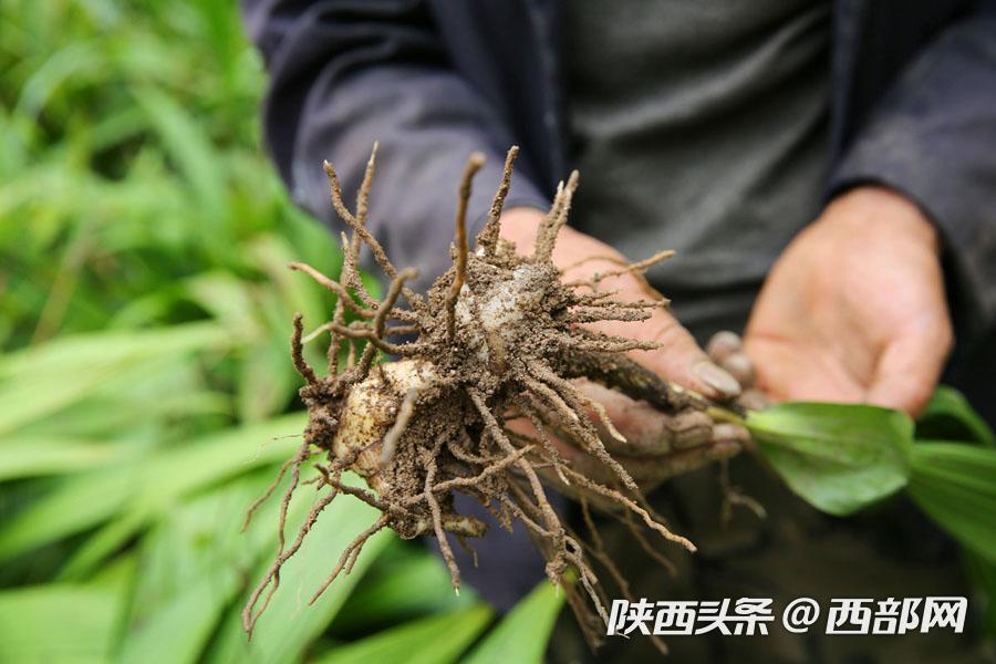 白芨种植致富人_种植白芨致富项目_致富种植白芨人工合法吗