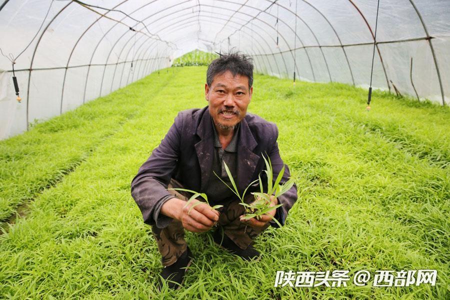 种植白芨致富项目_致富种植白芨人工合法吗_白芨种植致富人