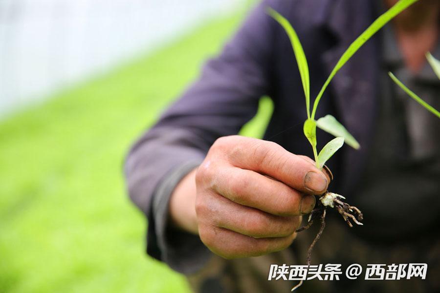 白芨种植致富人_致富种植白芨人工合法吗_种植白芨致富项目