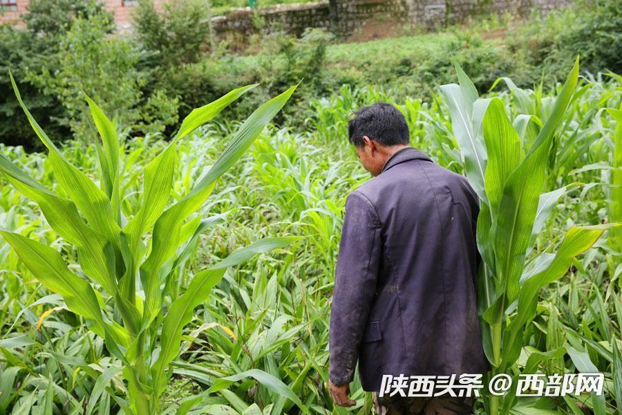 白芨种植致富人_致富种植白芨人工合法吗_种植白芨致富项目