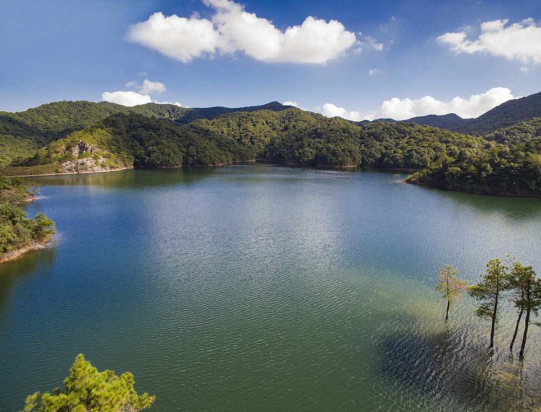 油栗种植效益_油板栗种源_油栗种植致富