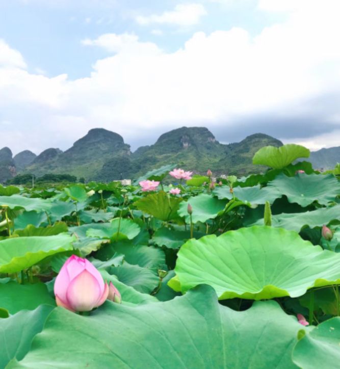 油栗种植致富_油板栗种源_油栗种植效益