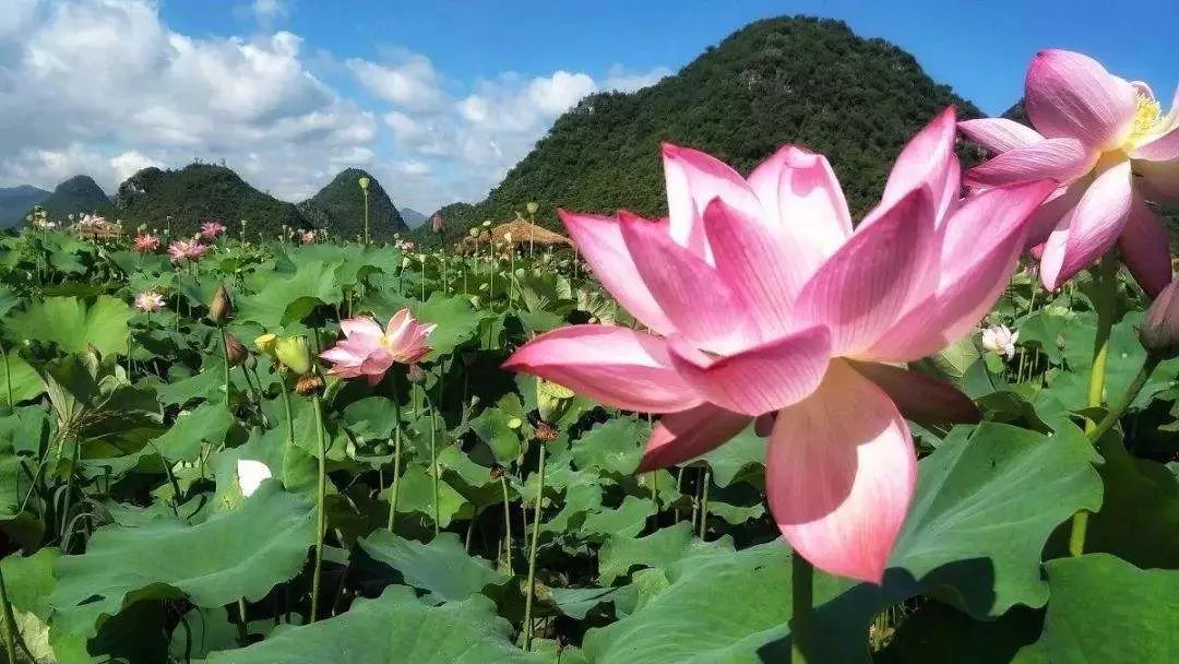 油栗种植致富_油栗种植效益_油板栗种源