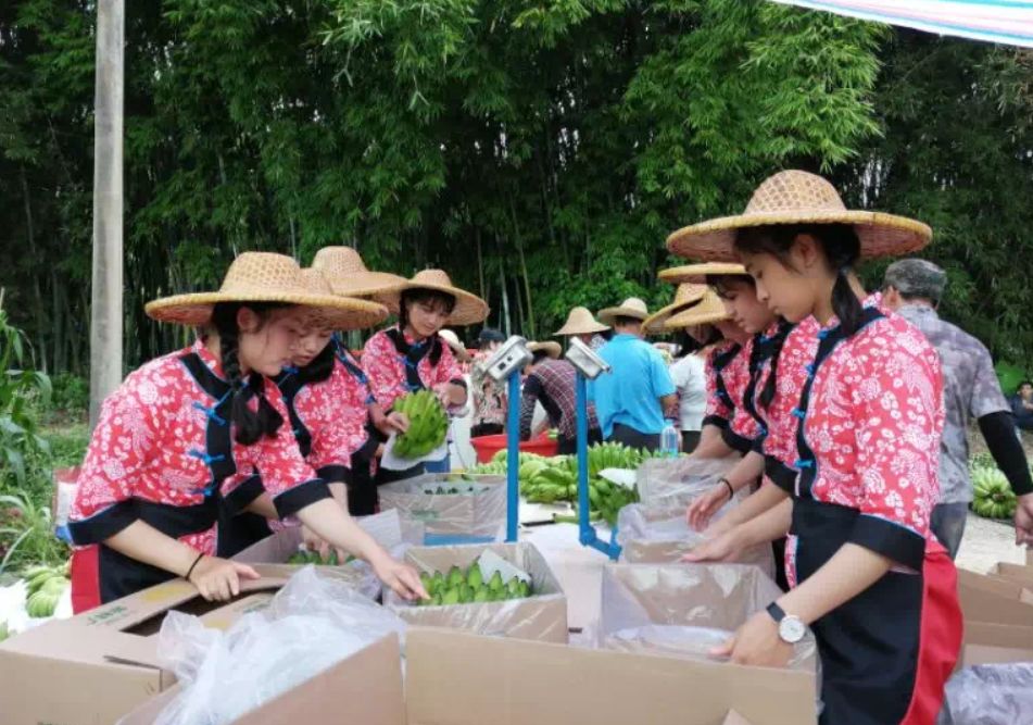 油板栗种源_油栗种植致富_油栗种植效益