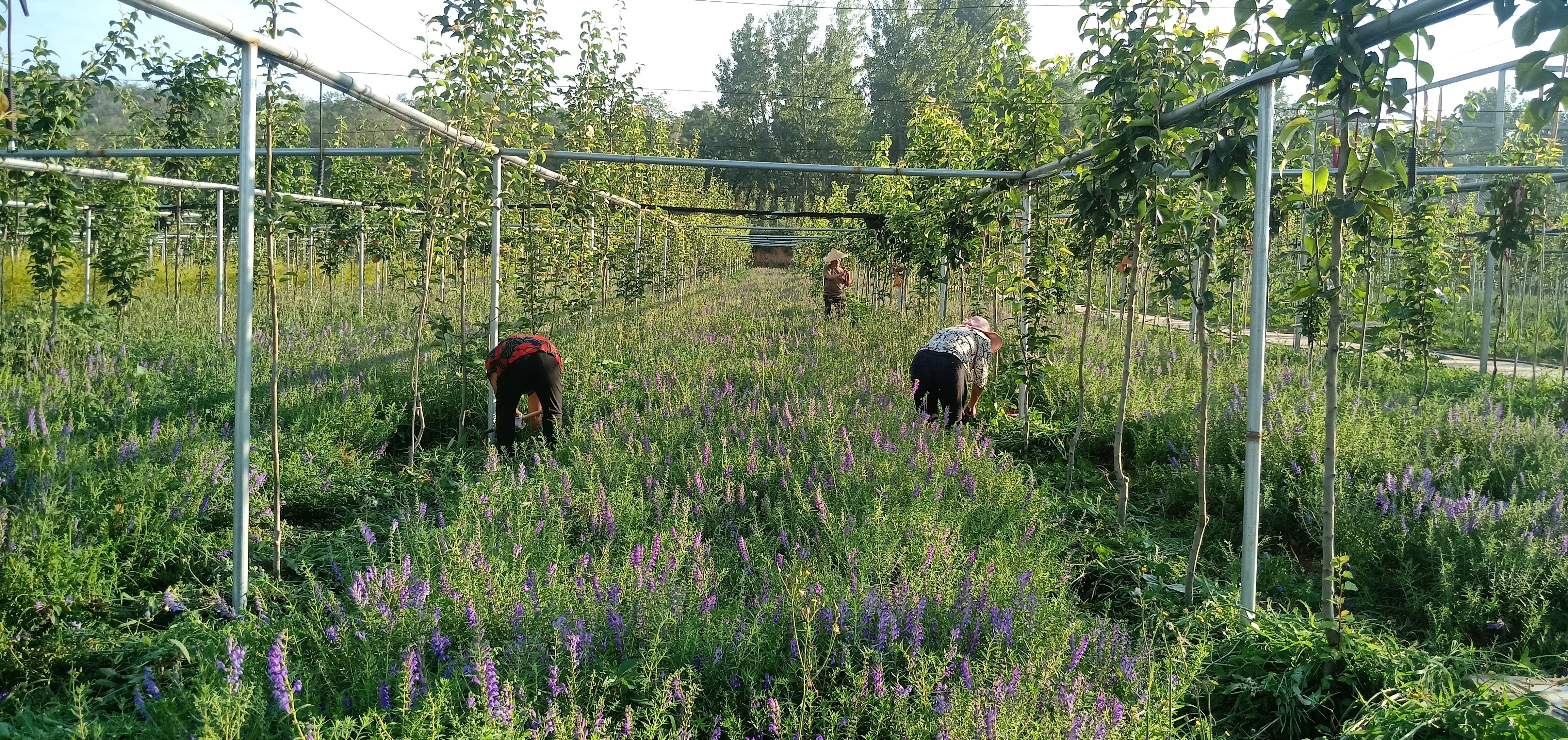 登封石道：中草药种植开出致富“良方”