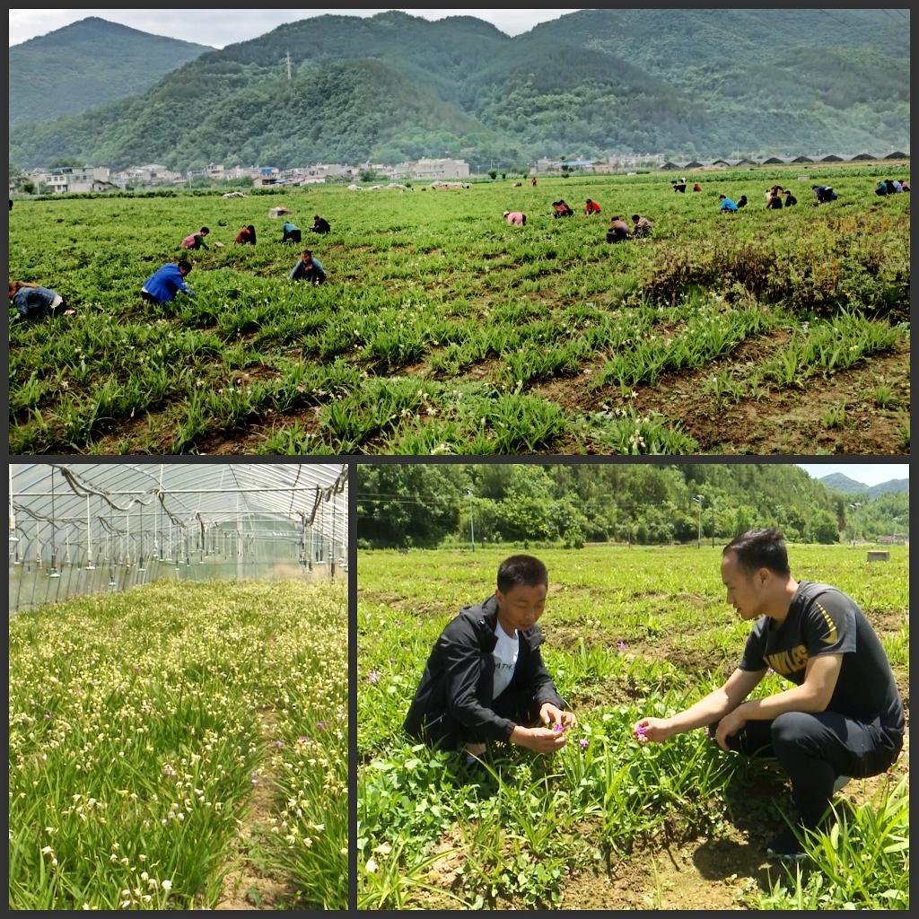 白芨种植致富人_种植白芨前景_种植白芨致富项目