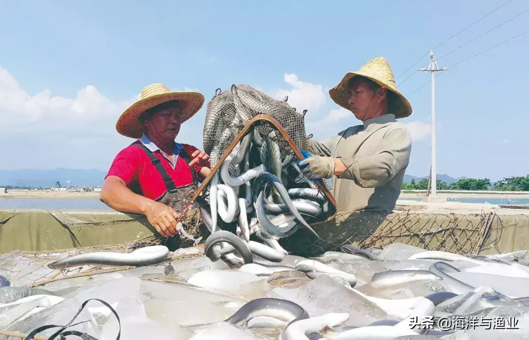 培训养殖鳗鱼技术要求_培训养殖鳗鱼技术方案_鳗鱼养殖技术培训