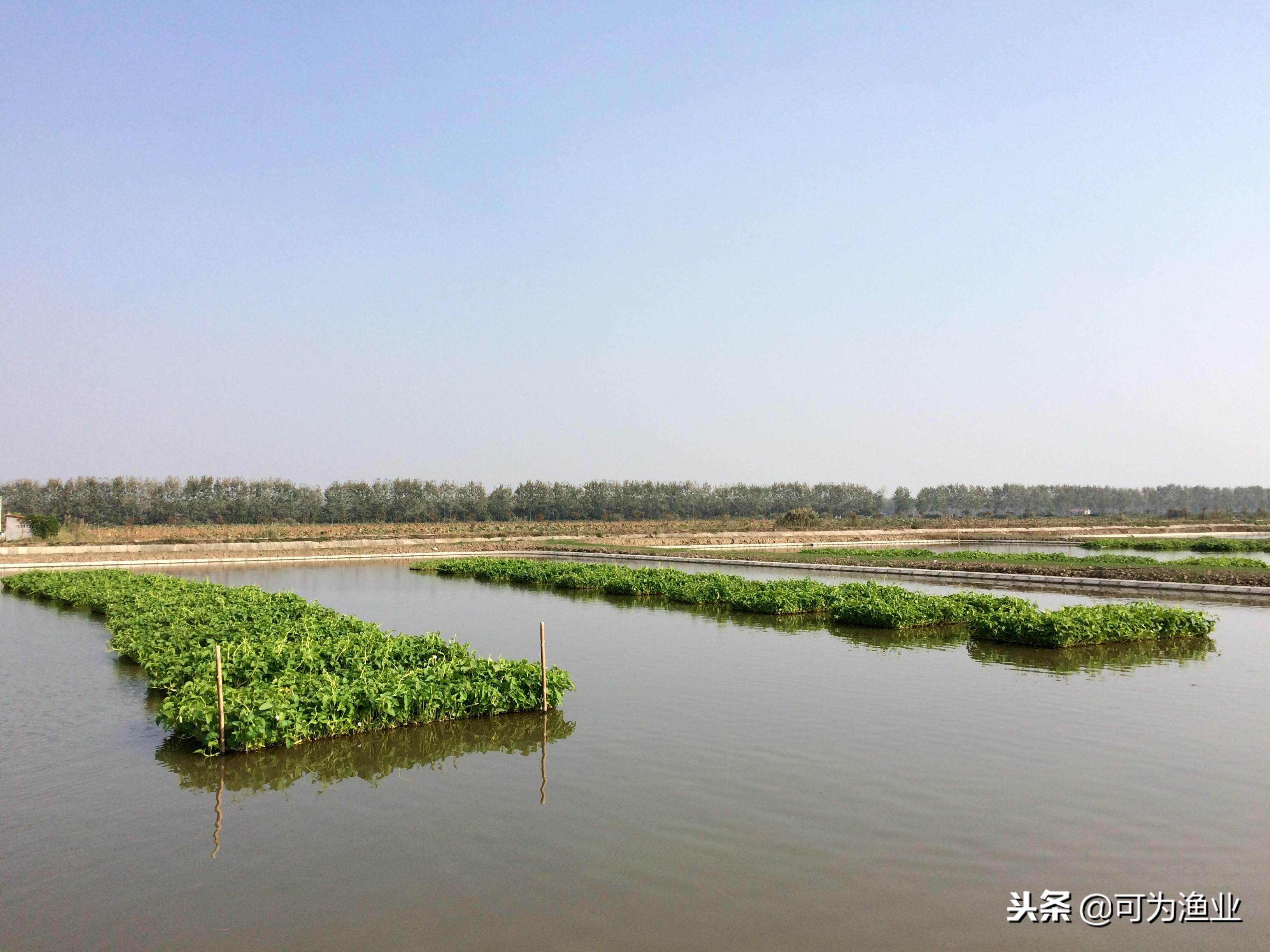 水产养殖废水治理技术_水产养殖废水的主要处理工艺_水产养殖废水处理工艺