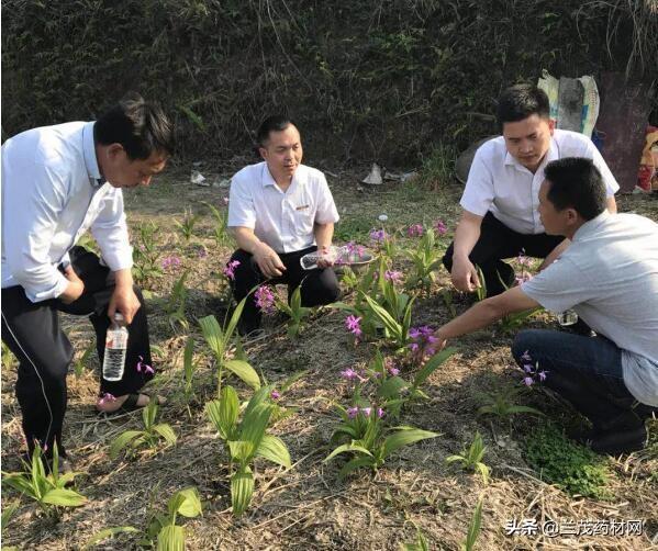 致富种植白芨人工合法吗_白芨种植致富人_种植白芨利润怎么样